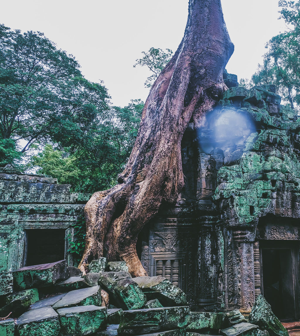 Những bộ rễ khổng lồ ở đền Ta Prohm 2