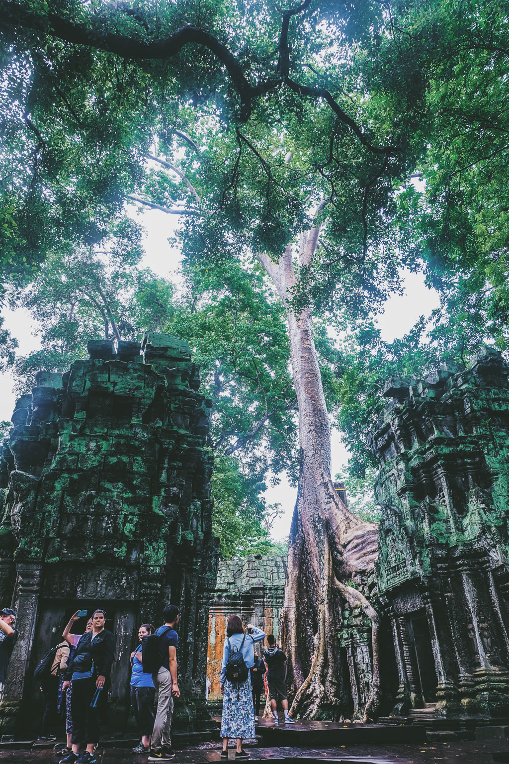 Những bộ rễ khổng lồ ở đền Ta Prohm 3