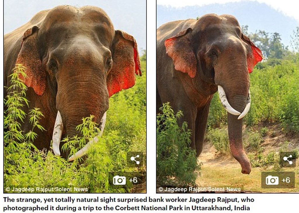 Lạ lùng với chú voi có đôi tai màu đỏ ở Ấn Độ1