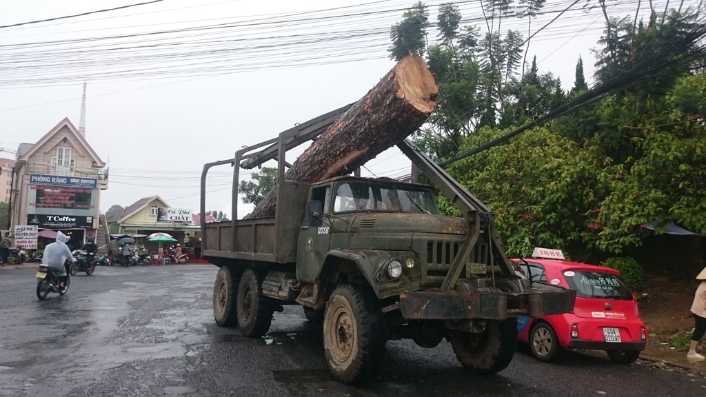 Đà Lạt: Nhiều cây xanh gãy đổ, 2 người bị thương 1