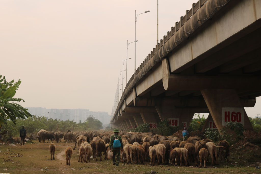 Đàn trâu 200 con dưới cầu Vĩnh Tuy 4