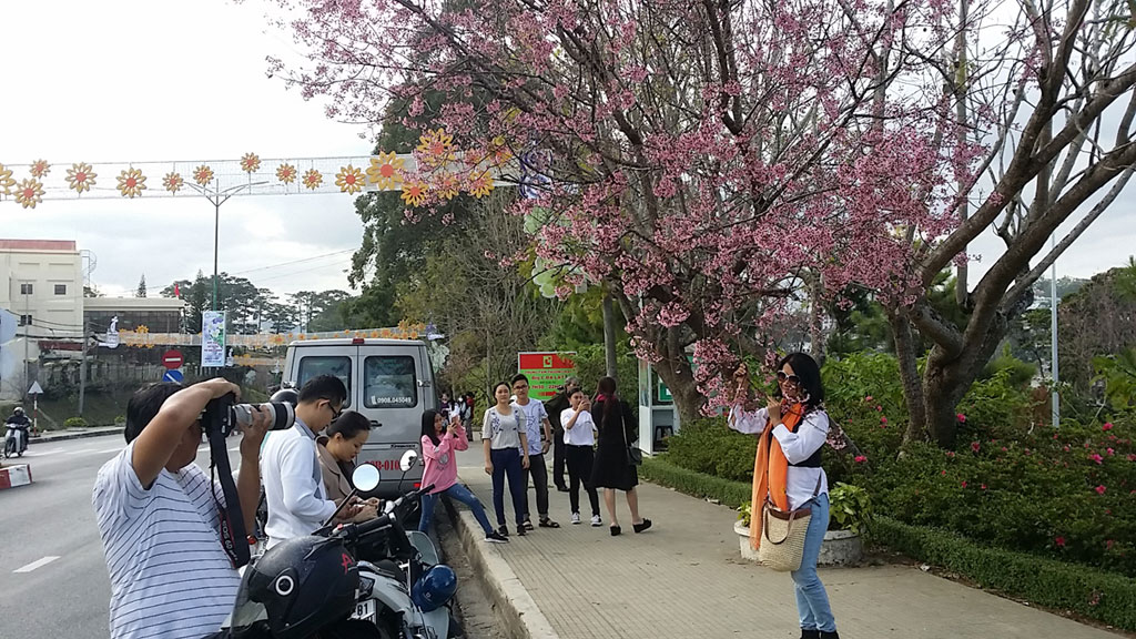 Hoa nở lác đác hoặc không nở, Đà Lạt vẫn khai hội hoa anh đào1