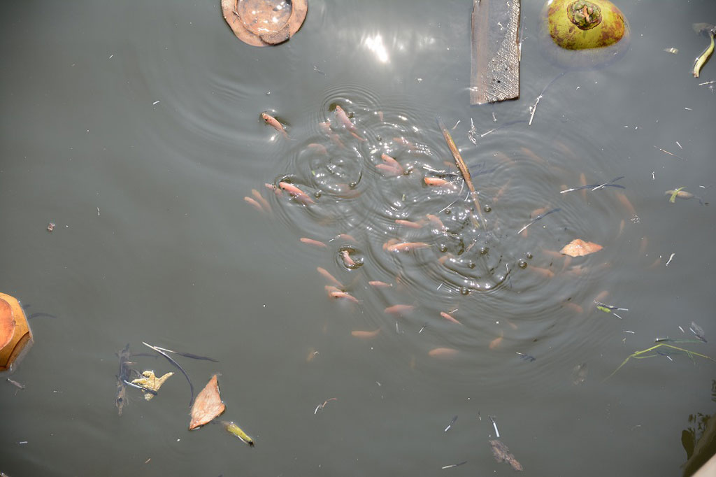 Dân Sài Gòn kéo nhau đi xuồng máy ra giữa sông để thả cá phóng sinh 10
