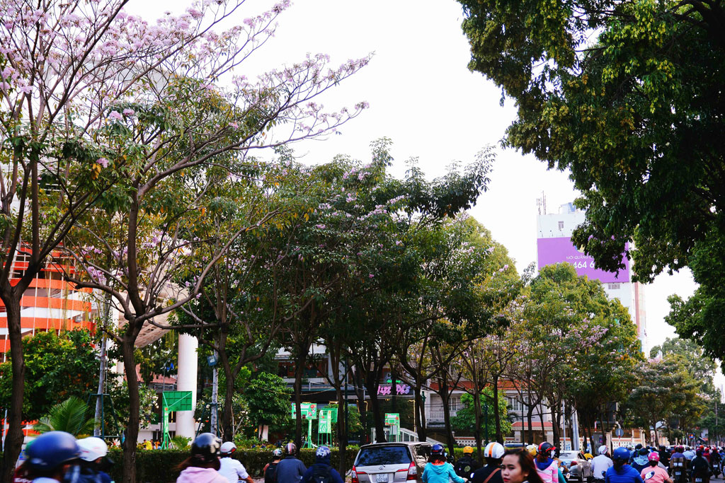 Tháng 4 xao xuyến với những đường hoa kèn hồng giữa Sài Gòn 13