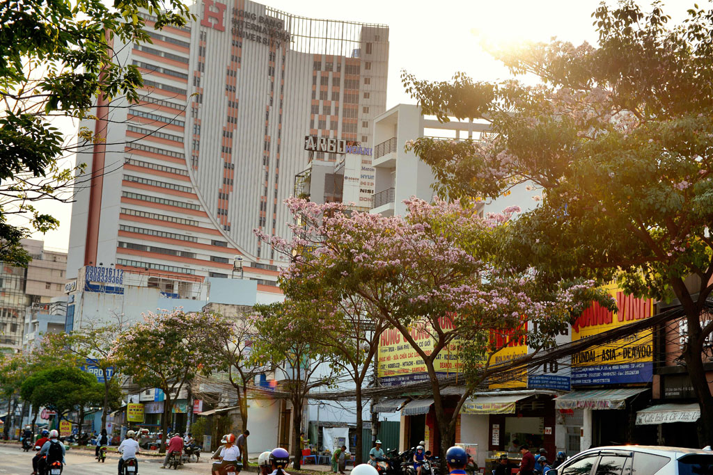 Tháng 4 xao xuyến với những đường hoa kèn hồng giữa Sài Gòn 14