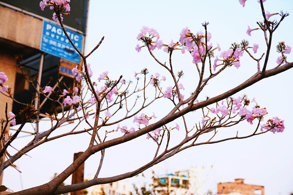 Tháng 4 xao xuyến với những đường hoa kèn hồng giữa Sài Gòn 1