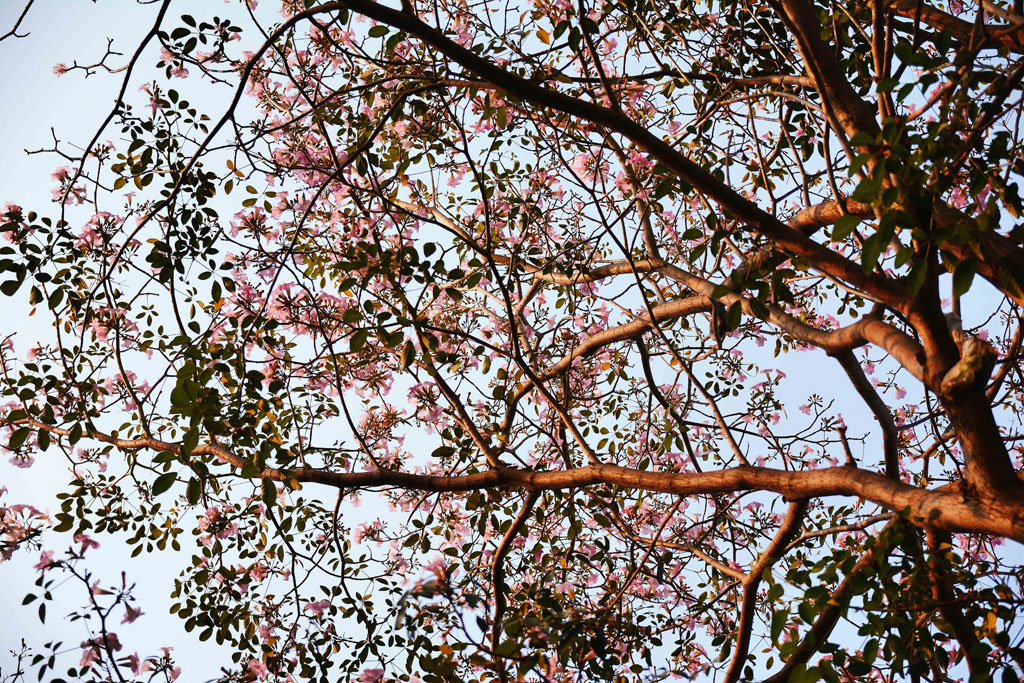 Tháng 4 xao xuyến với những đường hoa kèn hồng giữa Sài Gòn 2
