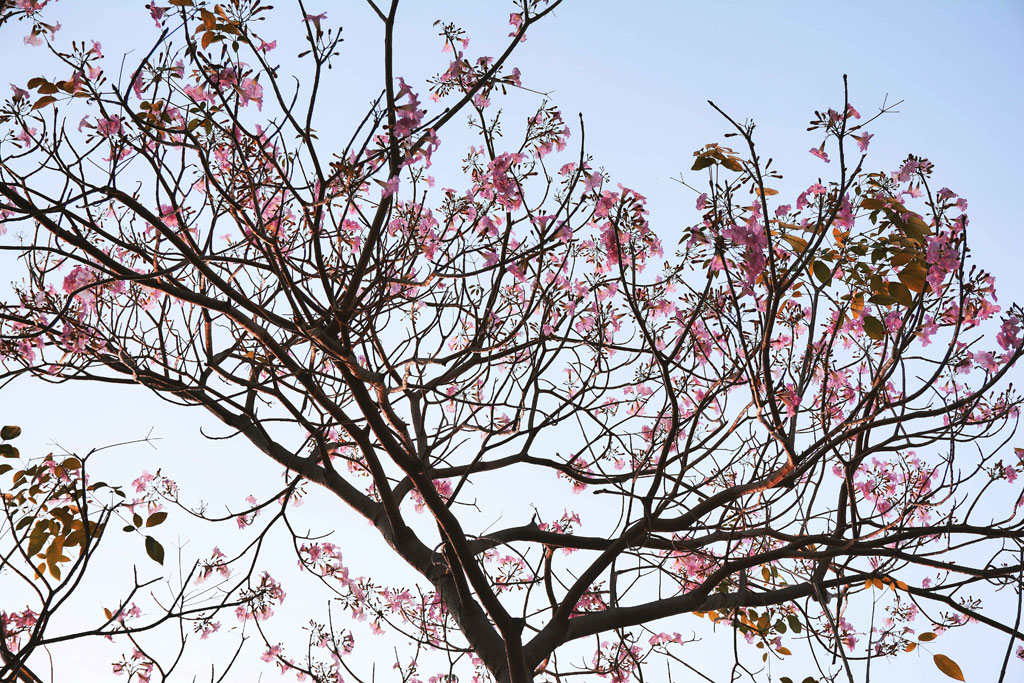 Tháng 4 xao xuyến với những đường hoa kèn hồng giữa Sài Gòn 3