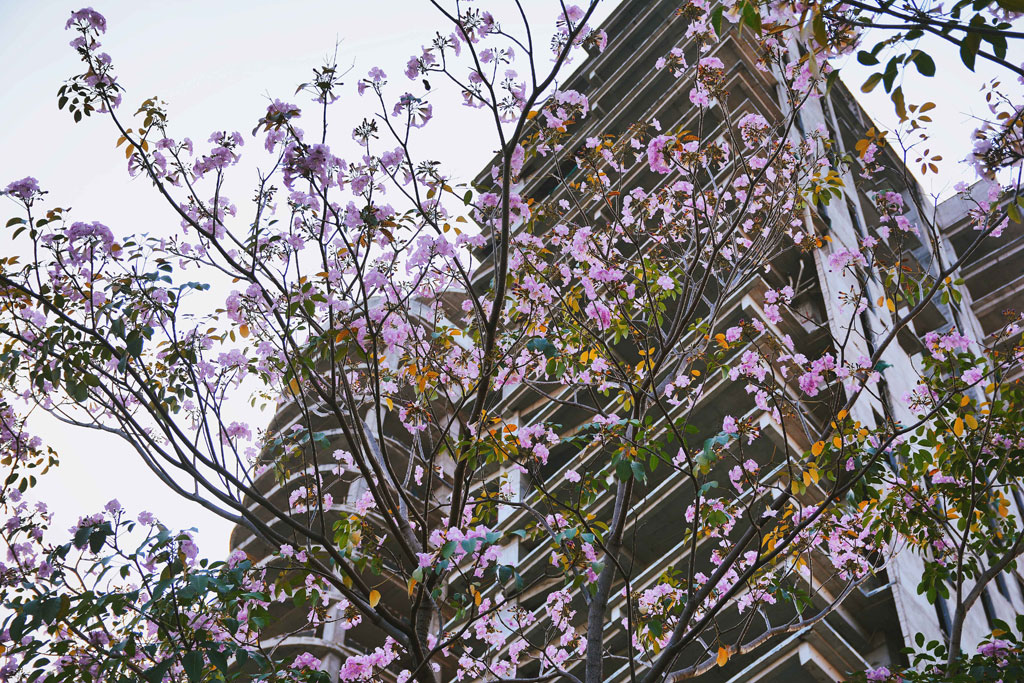 Tháng 4 xao xuyến với những đường hoa kèn hồng giữa Sài Gòn 4