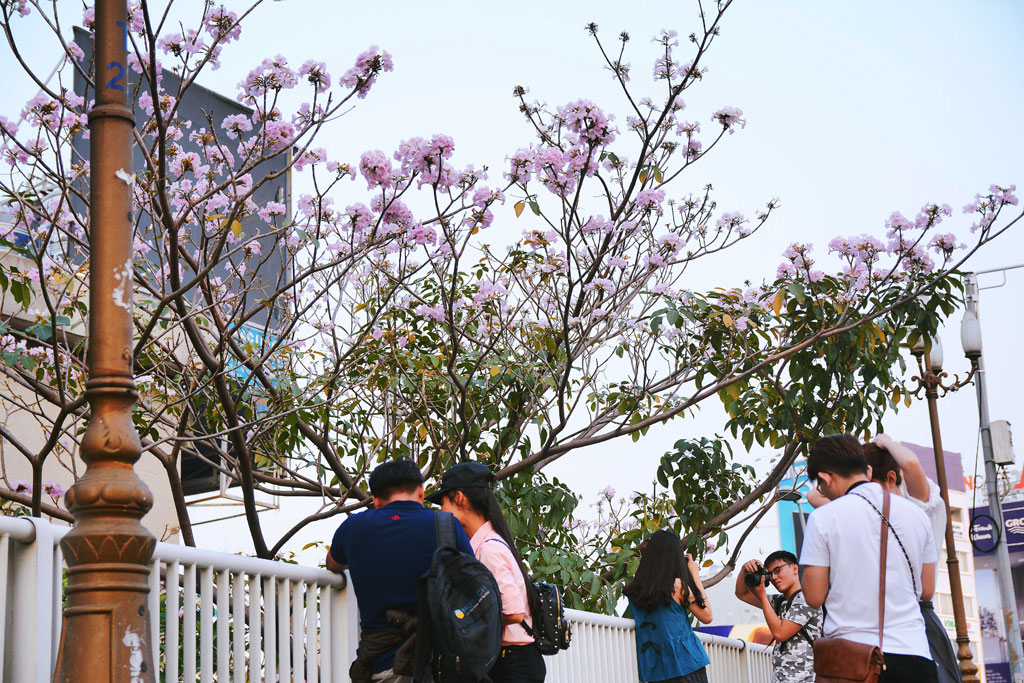 Tháng 4 xao xuyến với những đường hoa kèn hồng giữa Sài Gòn 7