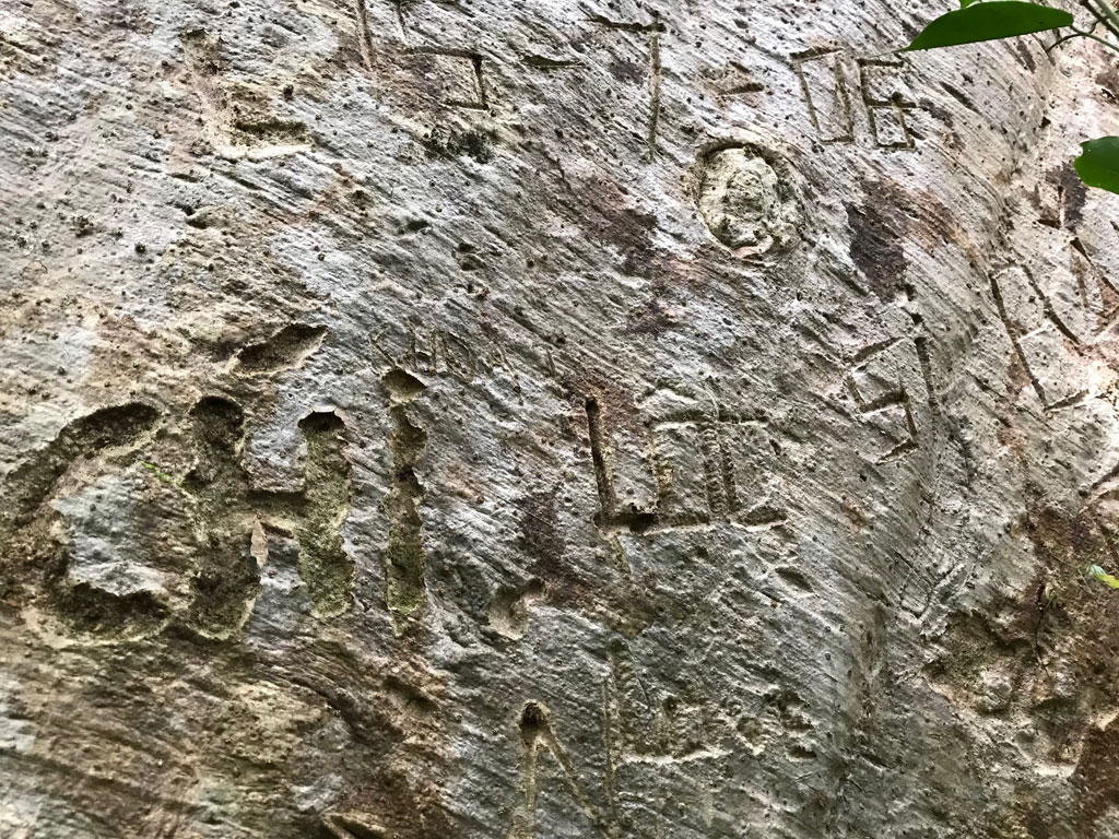 Cây tung ngàn năm bị khắc tên nham nhở14