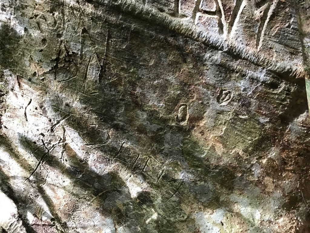 Cây tung ngàn năm bị khắc tên nham nhở10