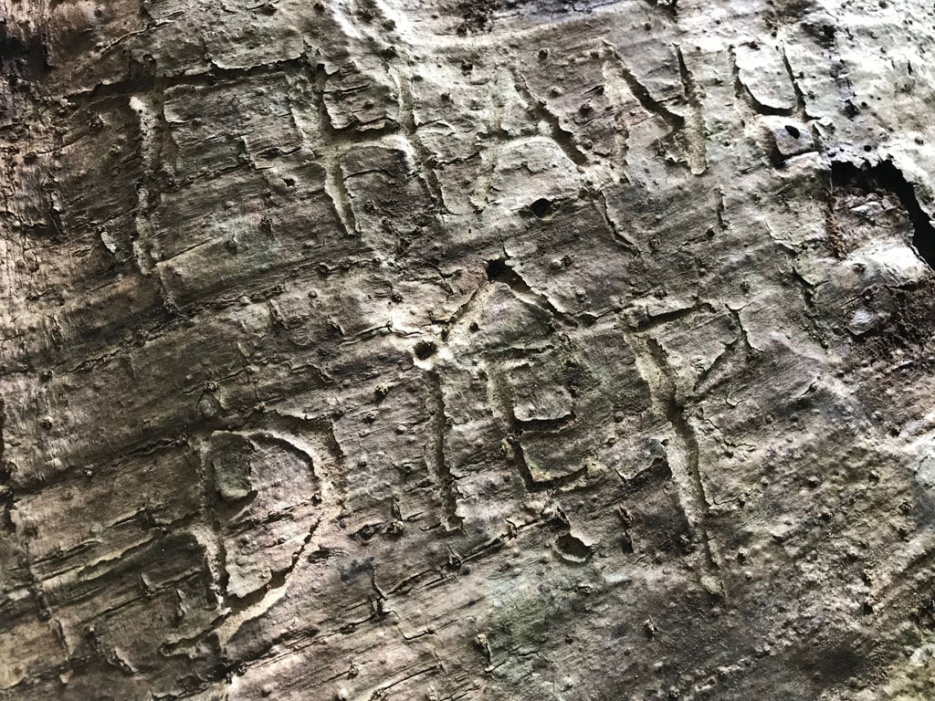 Cây tung ngàn năm bị khắc tên nham nhở11