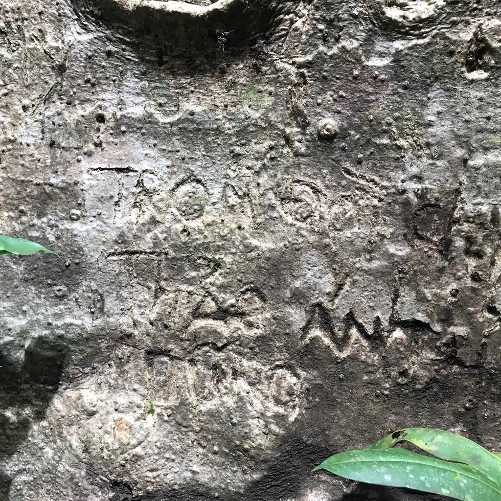 Cây tung ngàn năm bị khắc tên nham nhở13