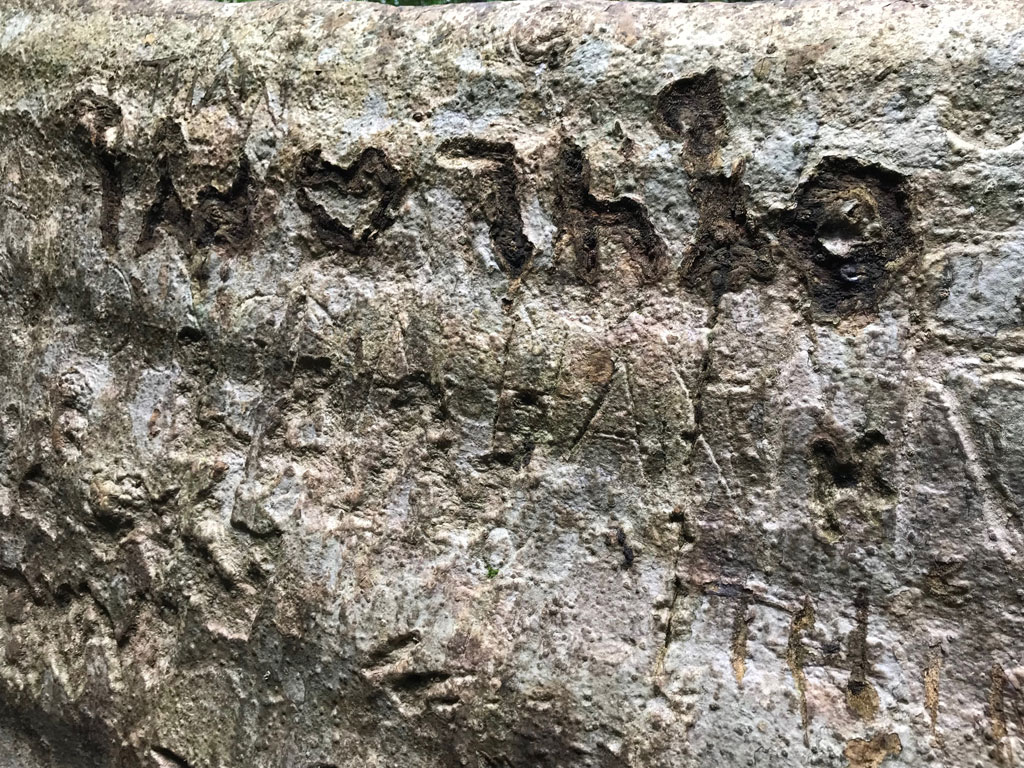 Cây tung ngàn năm bị khắc tên nham nhở5