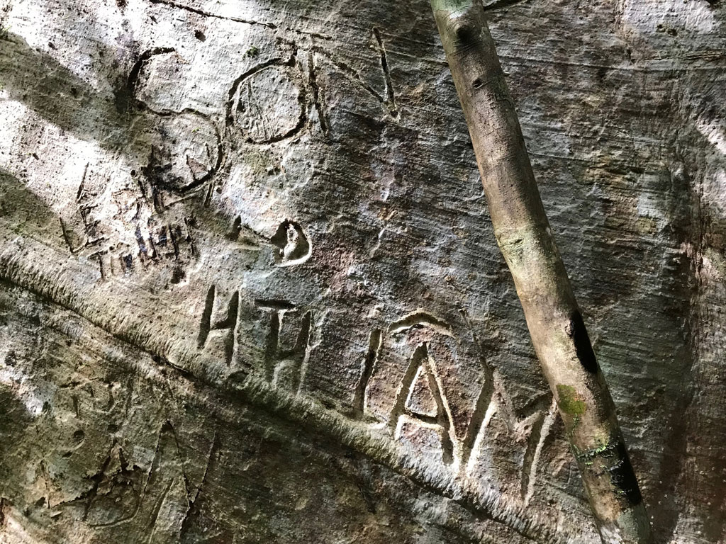 Cây tung ngàn năm bị khắc tên nham nhở9