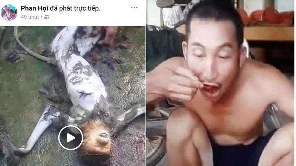 Triệu tập nhóm người giết khỉ rồi phát trực tiếp trên Facebook