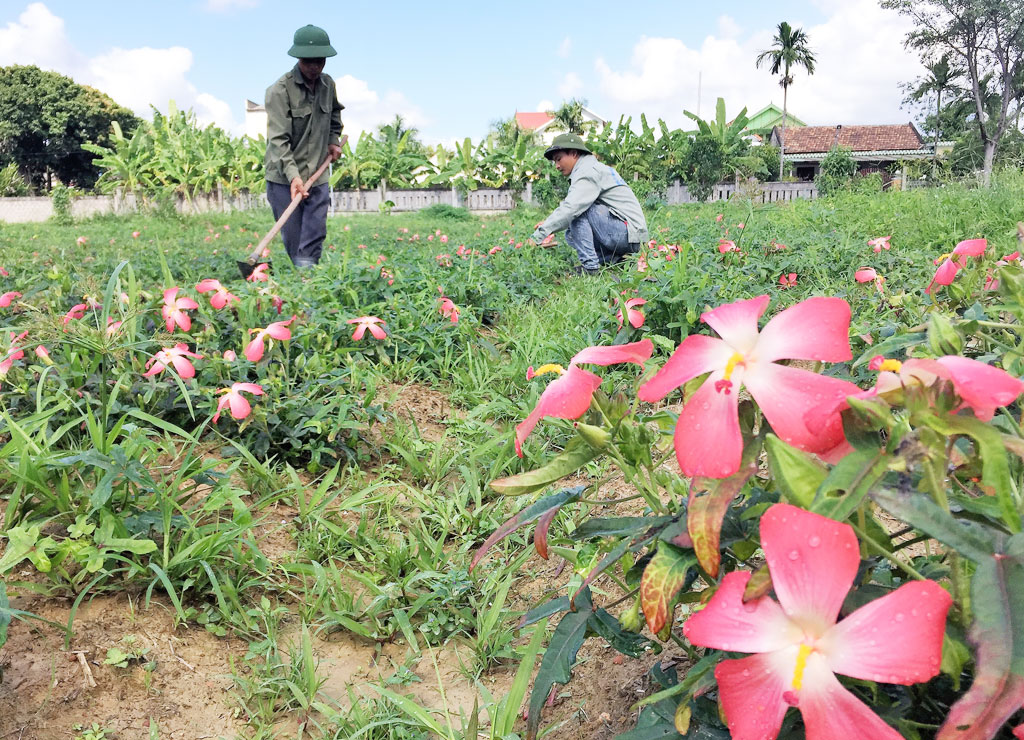 Giấc mơ sâm ‘tiến vua’1