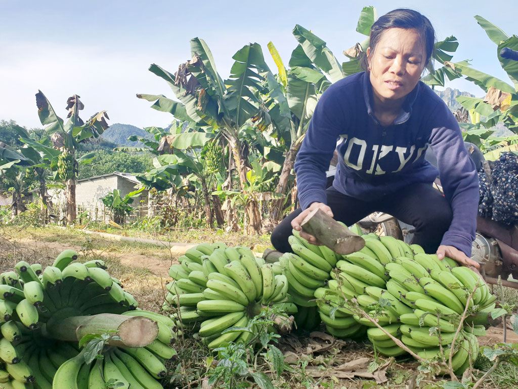 Nông sản A Lưới về siêu thị1