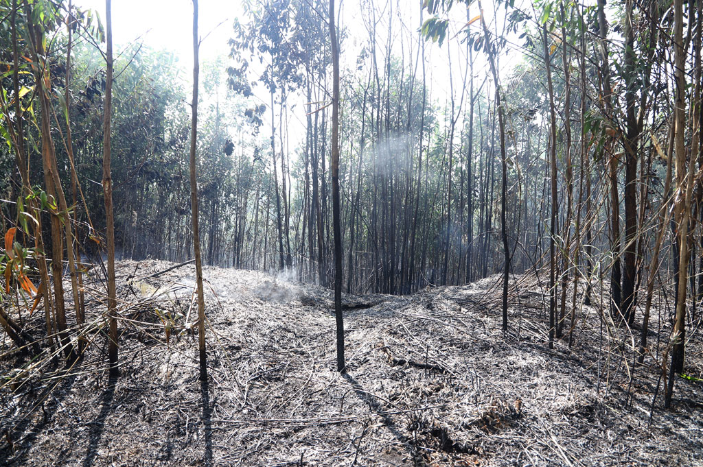 rừng tái sinh bị lửa thiêu rụi