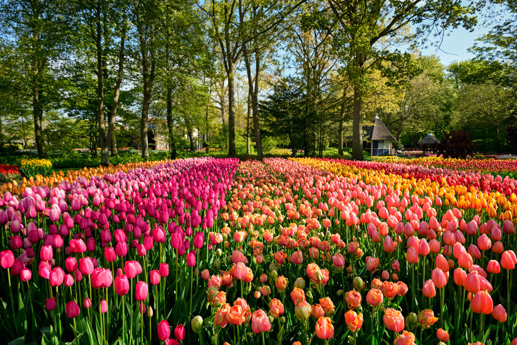 Hà Lan rực rỡ với lễ hội hoa tulip tháng 31
