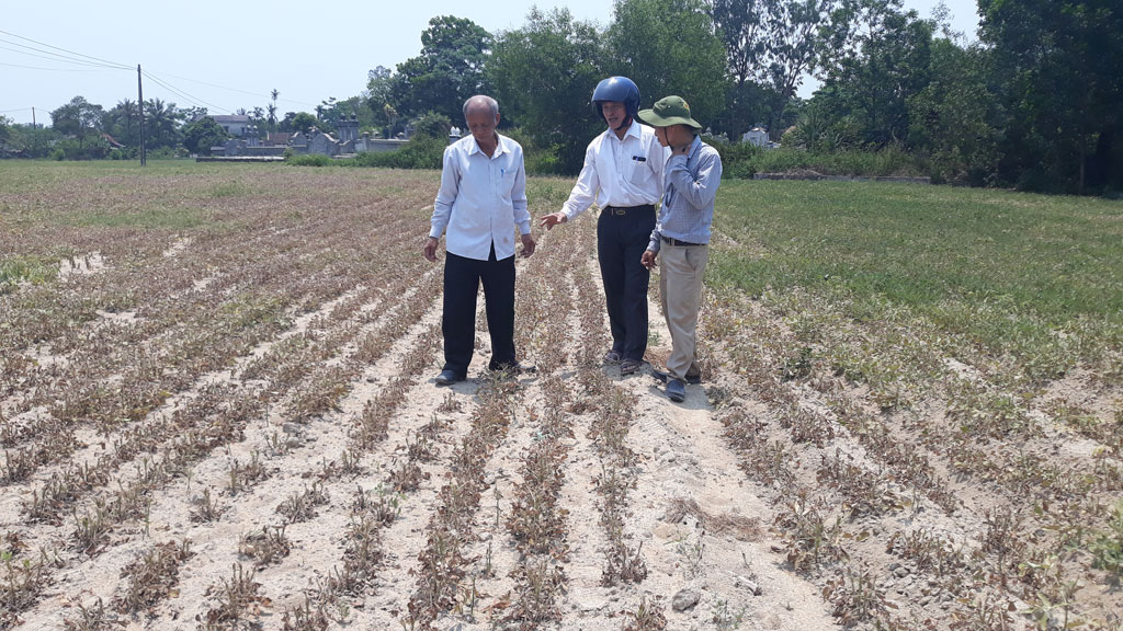 Hàng trăm héc ta lúa, lạc chết khô vì nắng nóng