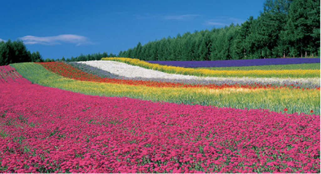 Lịch nở hoa lavender khách du lịch nên biết2