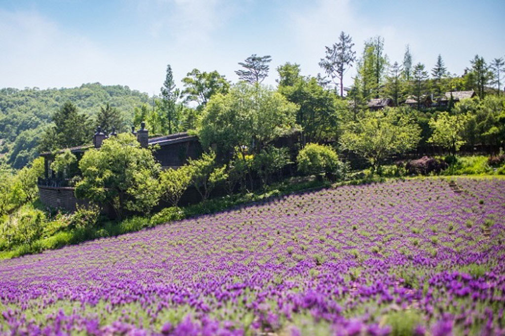 Cánh đồng hoa oải hương - nét đẹp thiên nhiên gần thủ đô Seoul1