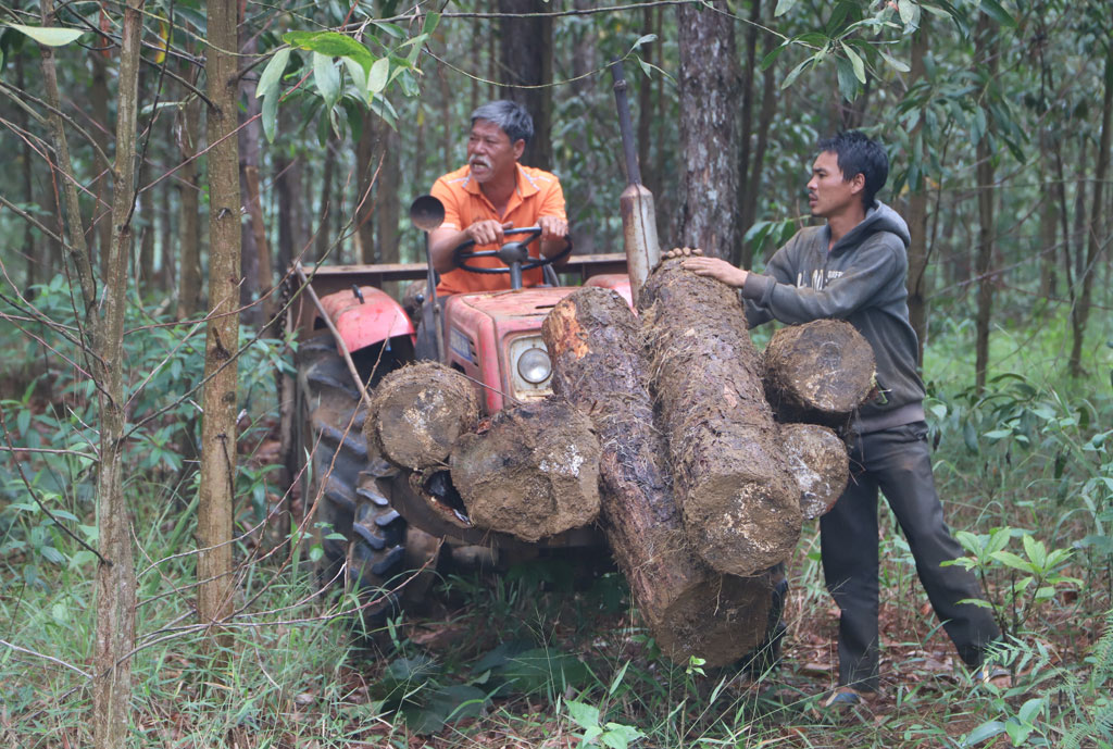 “Khai quật” hàng trăm lóng gỗ thông chôn dưới tán rừng cộng đồng3