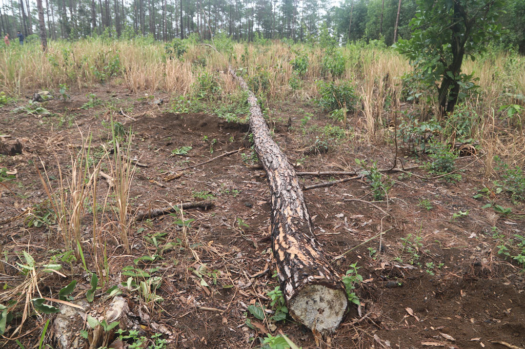 “Khai quật” hàng trăm lóng gỗ thông chôn dưới tán rừng cộng đồng5