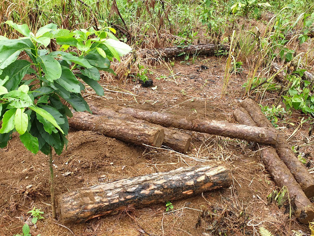 “Khai quật” hàng trăm lóng gỗ thông chôn dưới tán rừng cộng đồng6