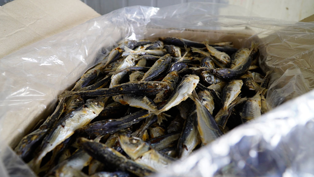 Ngàn tấn cá khô nằm kho, làng nghề cùng ngư dân lao đao1
