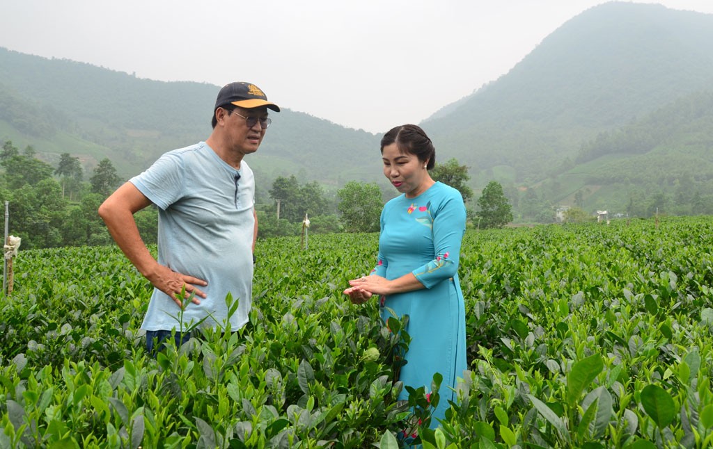 GS-TS Nguyễn Quốc Vọng: Góp phần nâng vị thế trà shan tuyết cổ thụ4