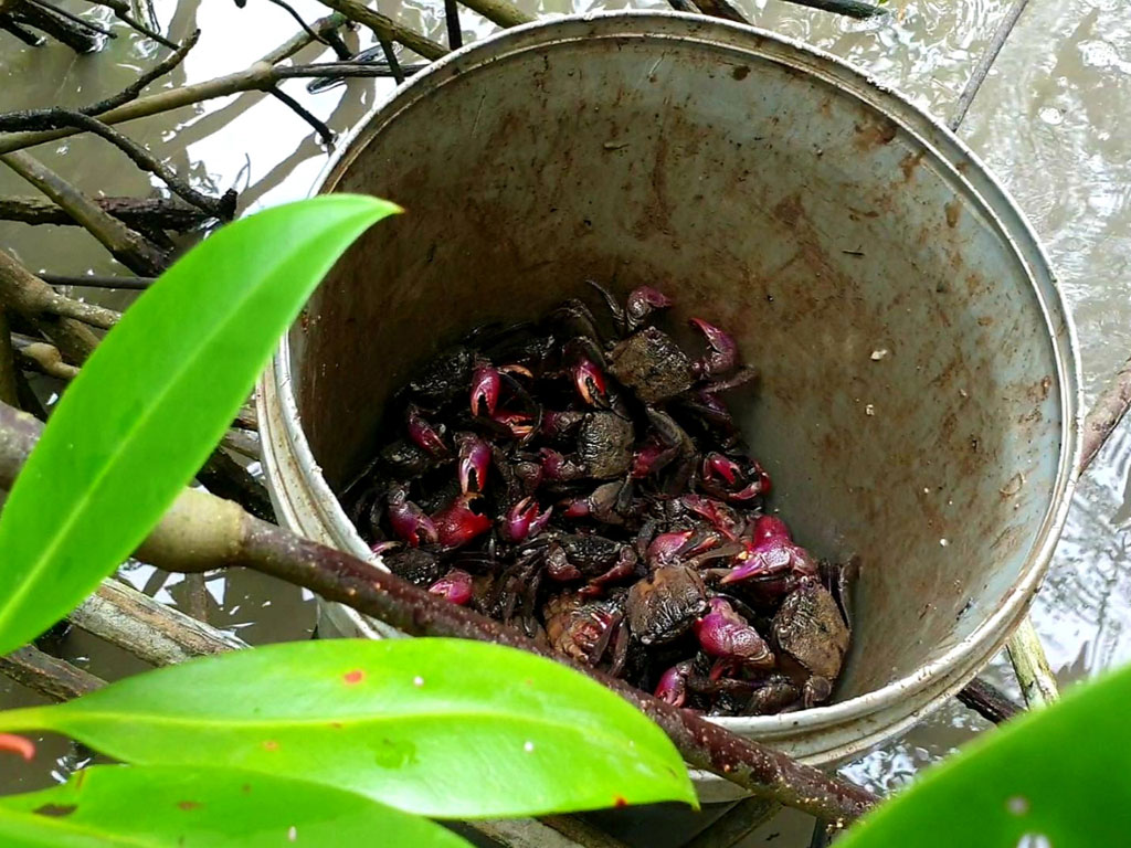 Về Cà Mau bắt ba khía với tụi nhỏ, làm quá trời món ngon6