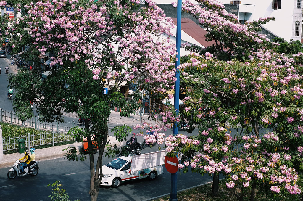 Giữa mùa corona, người Sài Gòn tìm chút bình yên với đường hoa kèn hồng10