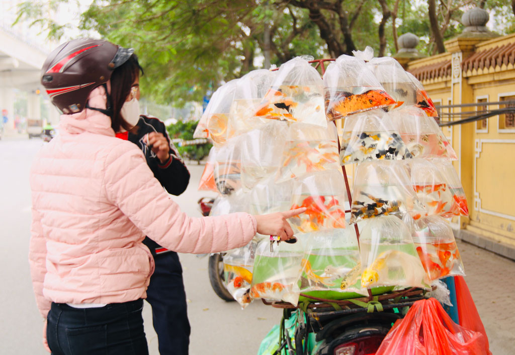 Nghề bán cá cảnh lao đao vì dịch Covid-192