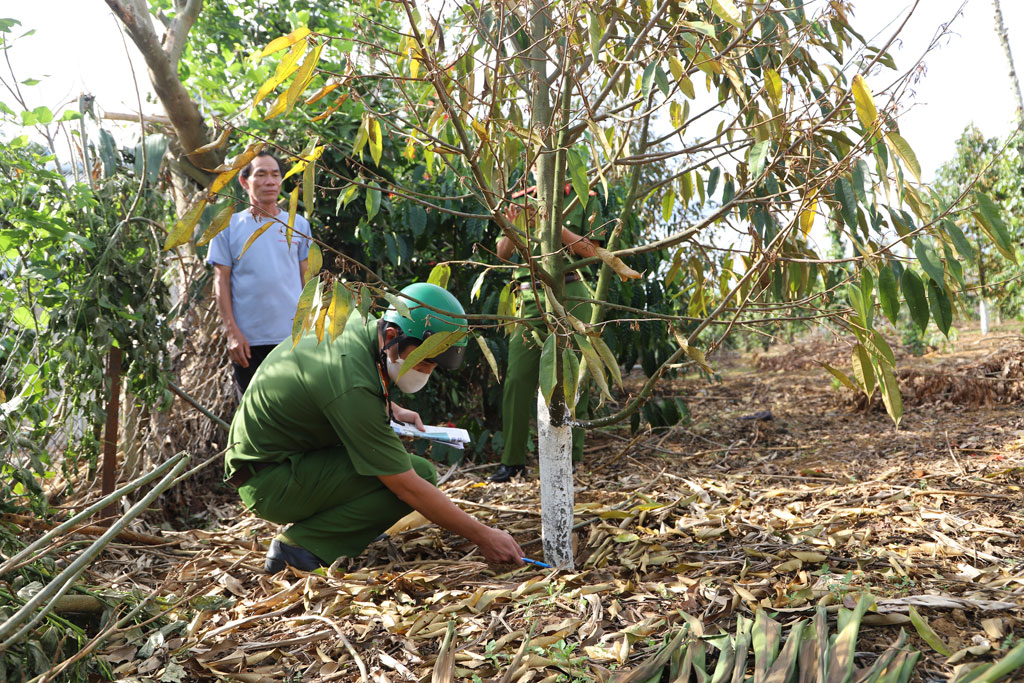 Công an khám nghiệm hiện trường vườn sầu riêng của một hộ dân bị hạ độc2