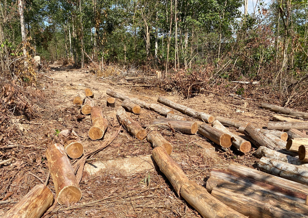Tan nát rừng vì khai thác gỗ tận thu1