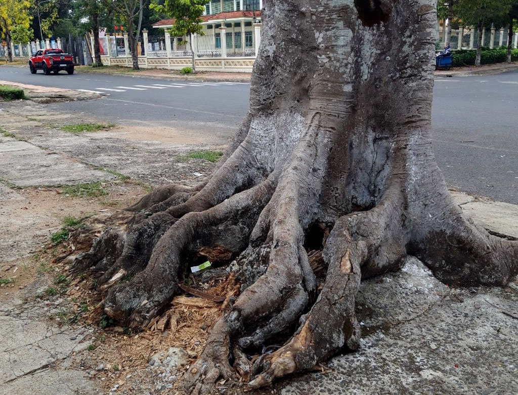 Kịp thời đốn hạ cây phượng cổ thụ sắp bật gốc trước cổng trường học ở Bảo Lộc1