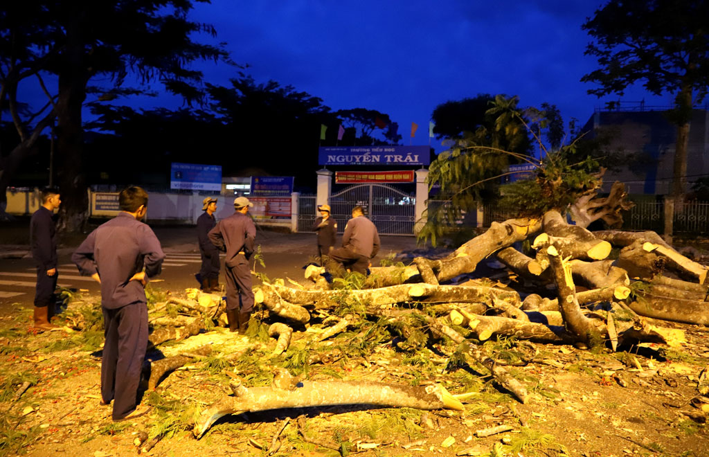 Kịp thời đốn hạ cây phượng cổ thụ sắp bật gốc trước cổng trường học ở Bảo Lộc3