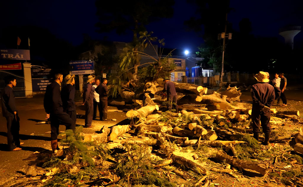 Kịp thời đốn hạ cây phượng cổ thụ sắp bật gốc trước cổng trường học ở Bảo Lộc4