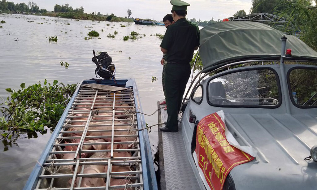 'Nóng' heo lậu tuồn vào trong nước 1