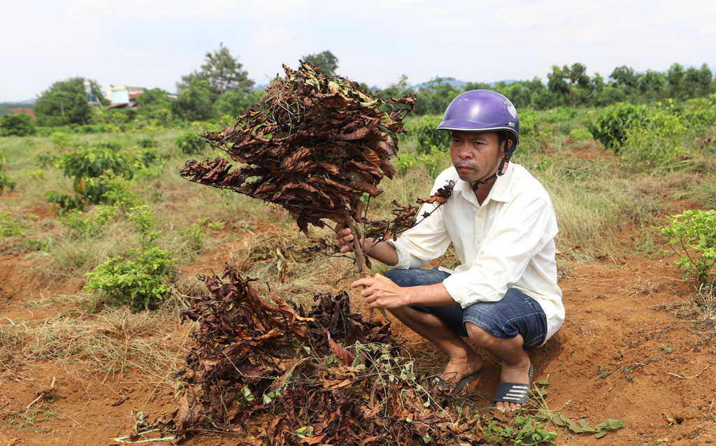 Một hộ dân ở Di Linh tiếp tục bị chặt phá hơn 100 cây cà phê1