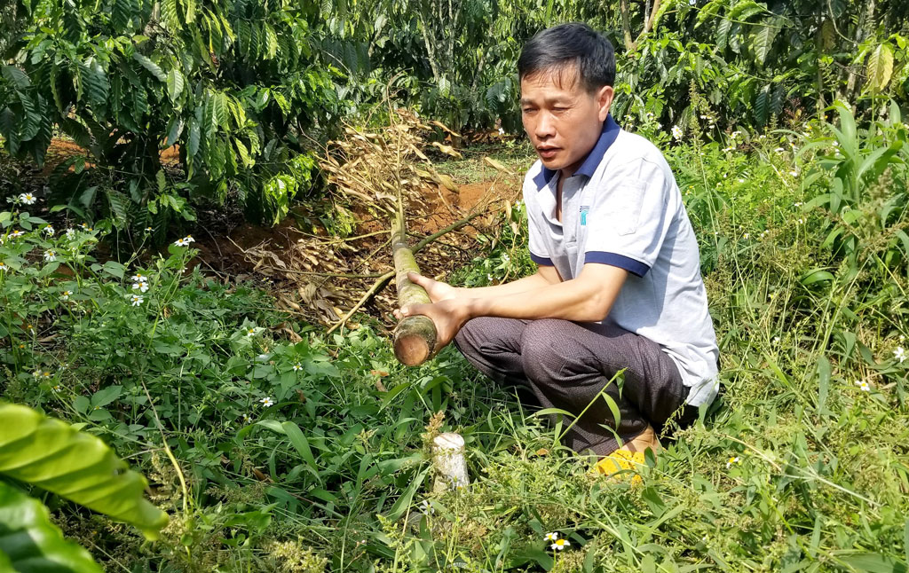 Một hộ dân ở Di Linh tiếp tục bị chặt phá hơn 100 cây cà phê3