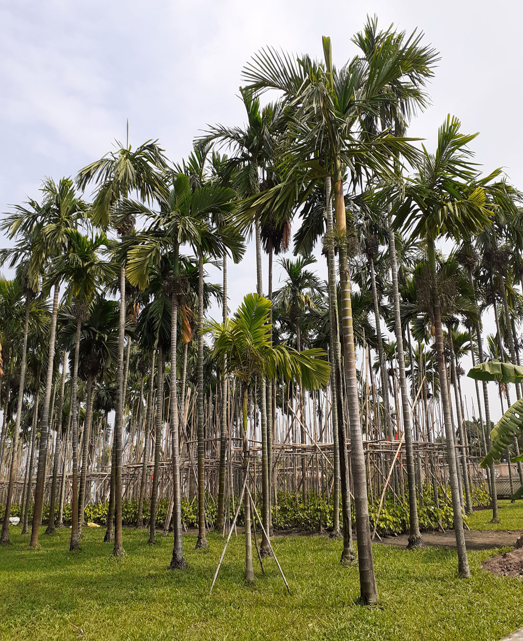 Trở lại Ngã Ba Giồng4