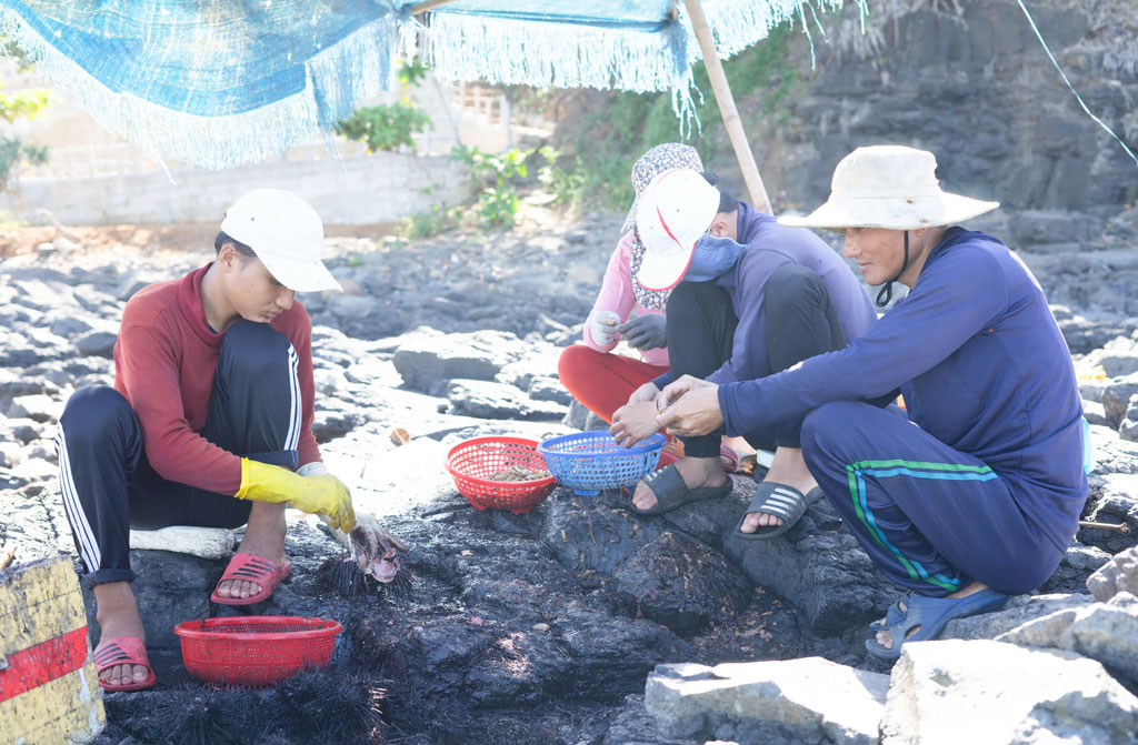 Săn nhum biển ở Ba Làng An1