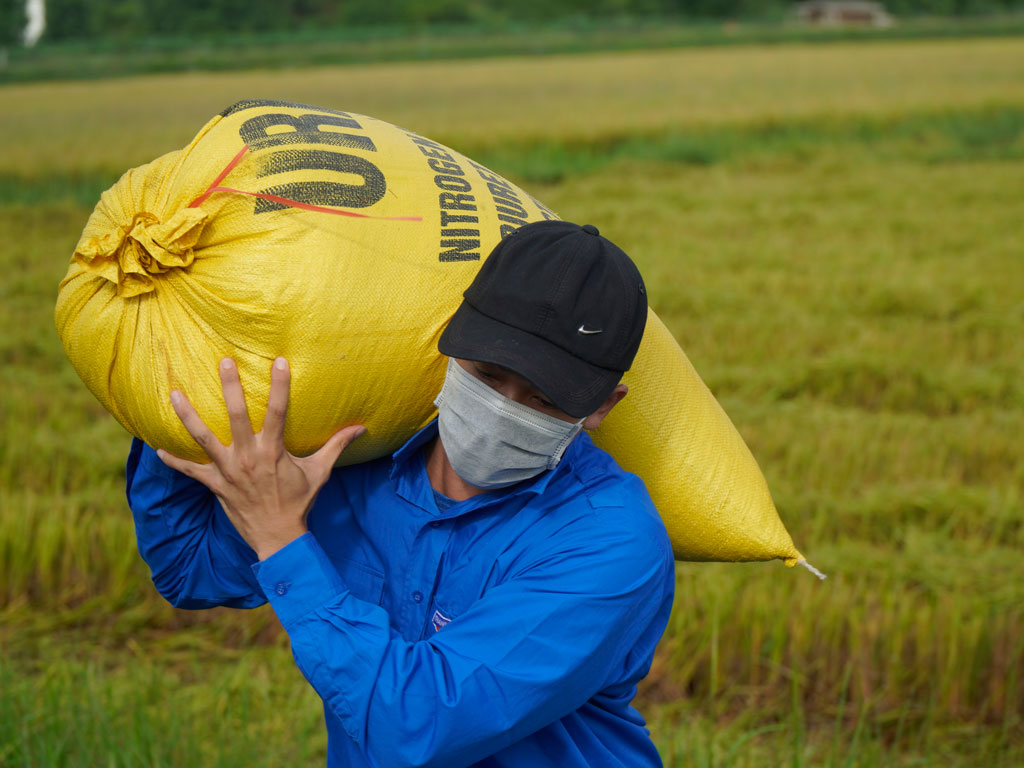 Theo bước chân tình nguyện: Gặt lúa giúp dân mùa dịch Covid-191