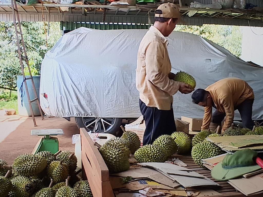 Tỉ phú sầu riêng vùng đất bazan1