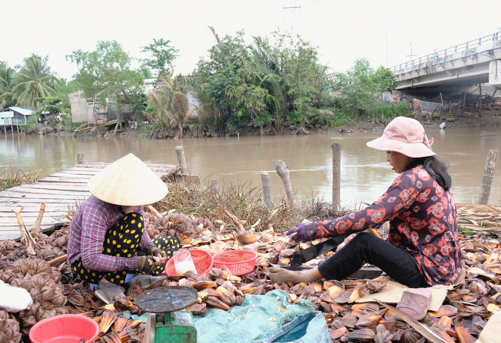 Người miền Tây chèo xuồng đi chặt dừa nước kiếm tiền mưu sinh5