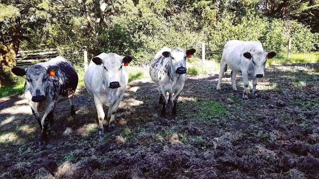 Nữ giáo viên tiếng Anh bỏ việc cùng chồng sang Úc định cư, chăm sóc trang trại nuôi hàng trăm con bò5